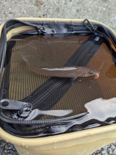 シロギスの釣果