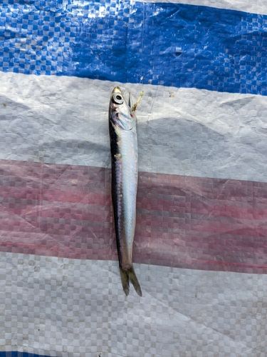 イワシの釣果