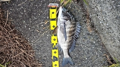 チヌの釣果