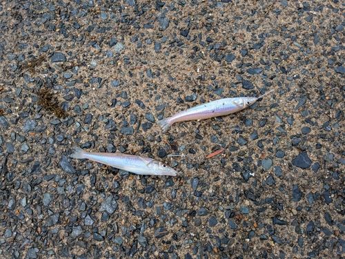 シロギスの釣果