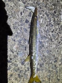カマスの釣果