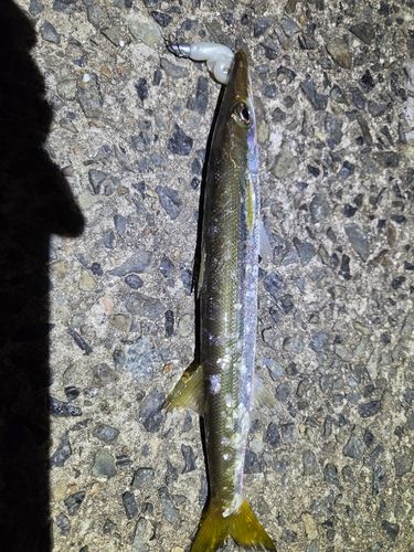 カマスの釣果