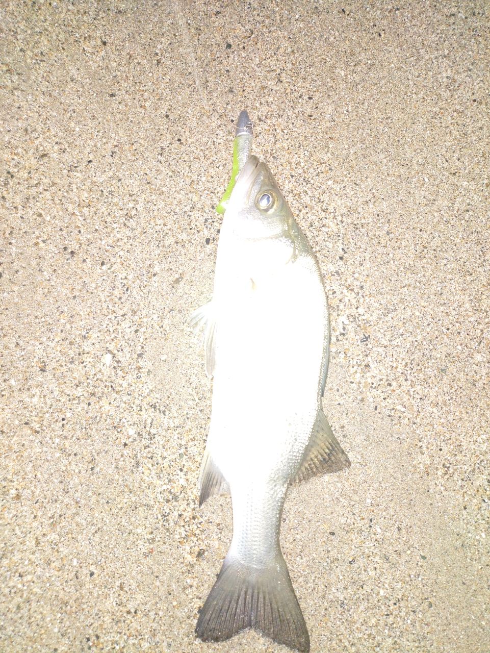 セイゴ（ヒラスズキ）