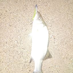 セイゴ（ヒラスズキ）