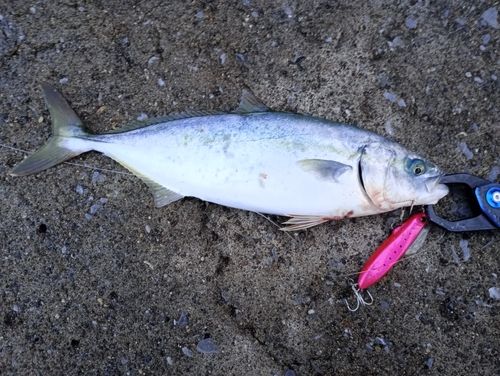 フクラギの釣果
