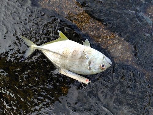 メッキの釣果