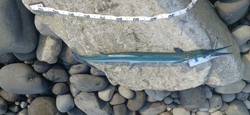 テンジクダツの釣果
