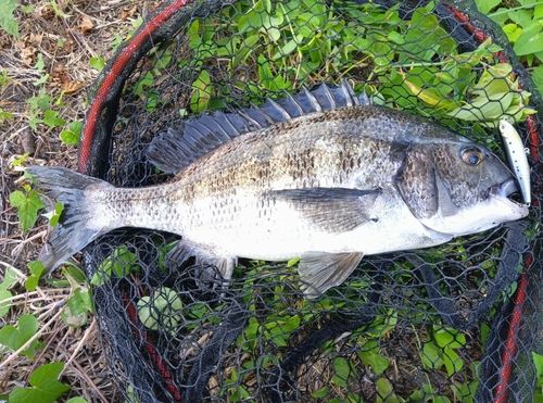 チヌの釣果