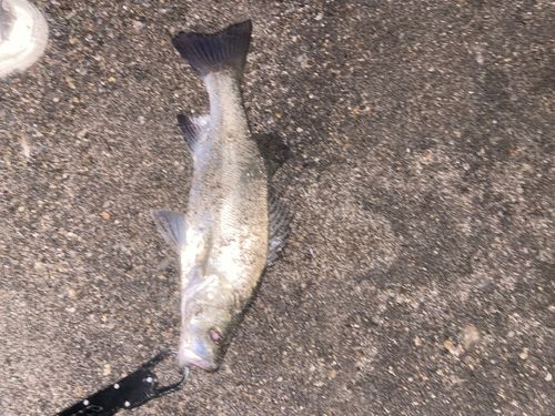 セイゴ（ヒラスズキ）の釣果