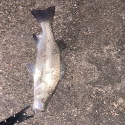 セイゴ（ヒラスズキ）