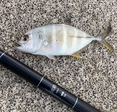 メッキの釣果