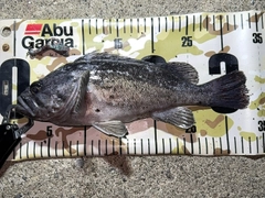 クロソイの釣果