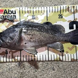 クロソイ