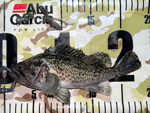 クロソイの釣果