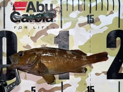 エゾメバルの釣果