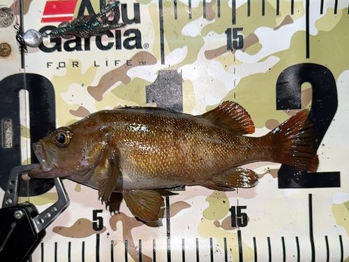 エゾメバルの釣果