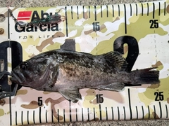 クロソイの釣果