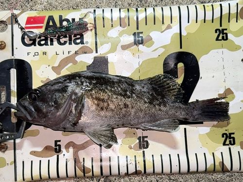 クロソイの釣果