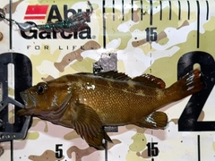 エゾメバルの釣果