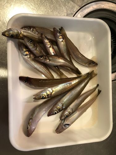 シロギスの釣果