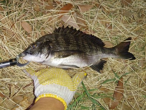 クロダイの釣果