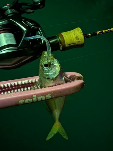 マアジの釣果