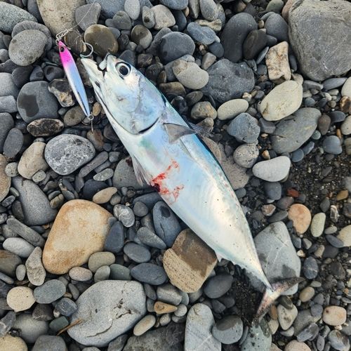 カツオの釣果