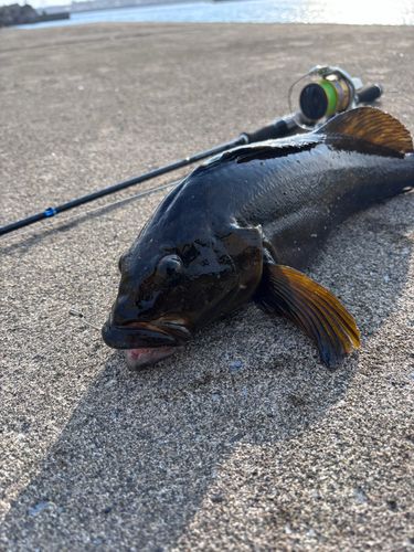 エゾイソアイナメ