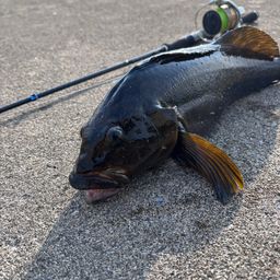 エゾイソアイナメ