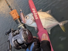 メッキの釣果