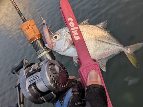 メッキの釣果