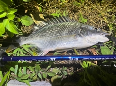 キビレの釣果