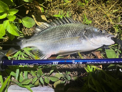 キビレの釣果