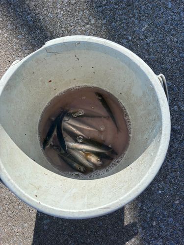 ウルメイワシの釣果