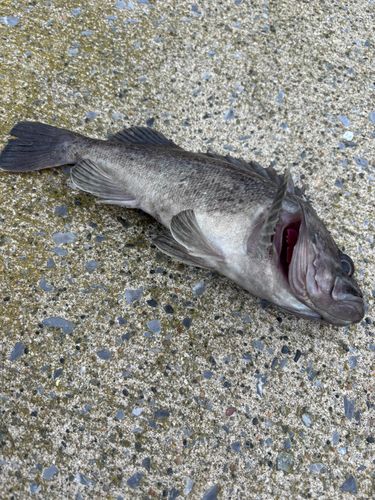 ムラソイの釣果