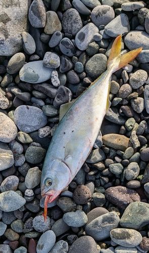 イナダの釣果