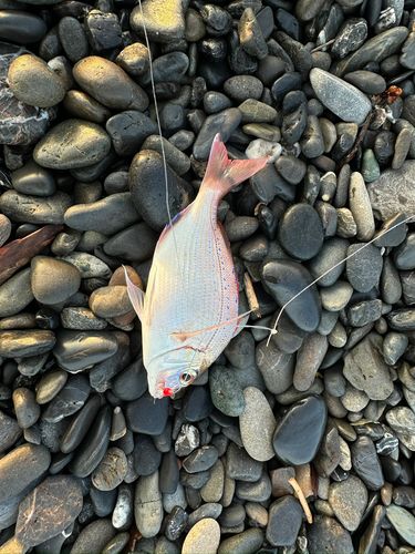 チャリコの釣果