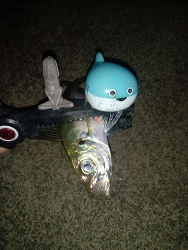 マアジの釣果