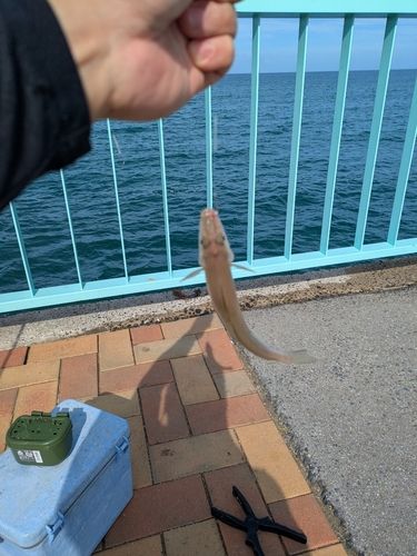 キスの釣果