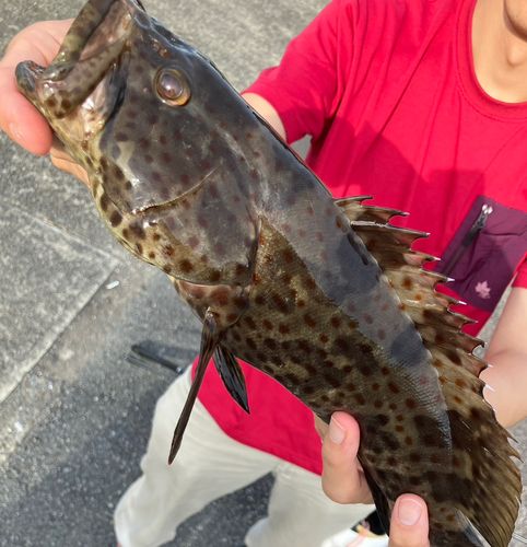チャイロマルハタの釣果