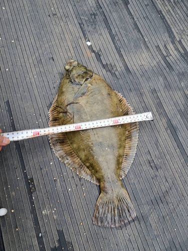 クロガシラガレイの釣果