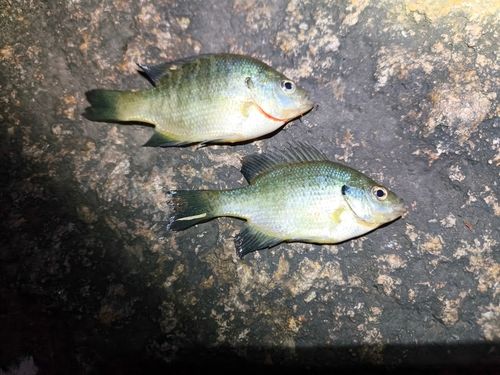 ブルーギルの釣果