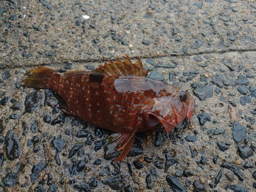 アラカブの釣果