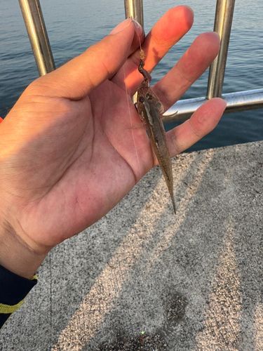 シロギスの釣果