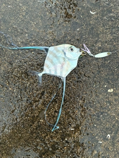 イトヒキアジの釣果