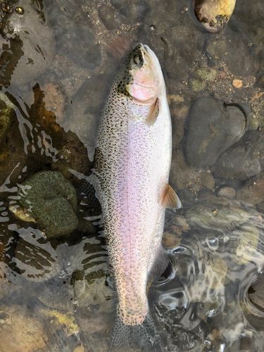 ニジマスの釣果