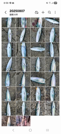 マルソウダの釣果