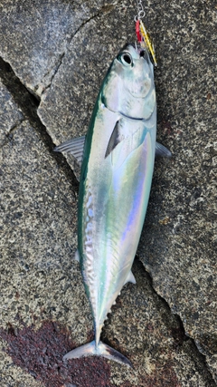 マルソウダの釣果