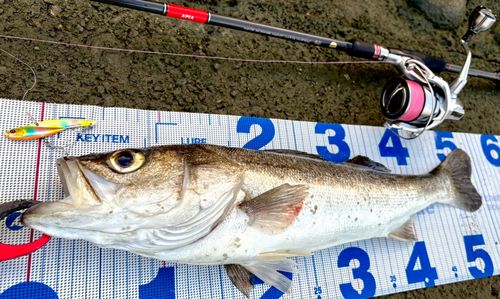 シーバスの釣果
