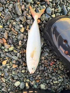 ワカシの釣果